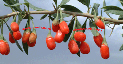 Goji-Berries2-June2007