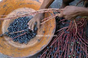 CAOH Acai berries being striped from the palm.