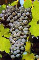 barbera_grape_variety