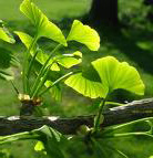 ginkgo biloba