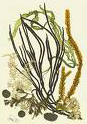 Sea Vegetables (Seaweed)