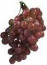 wine-grapes