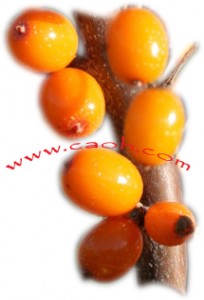 Sea Buckthorn Berries