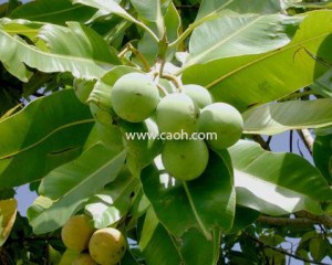 Tamanu nuts have been used for centuries to heal and sooth skin.