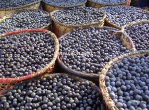 CAOH acai berries are pick fresh in the wilds of the amazon rain forest!