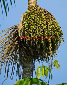 Organic acai berries ripening in the brazilian sun!