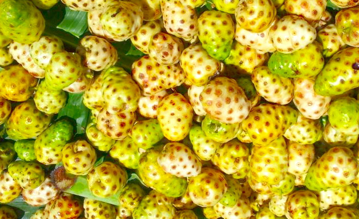 Diverticulosis, Breaking the Vicious Cycle and Noni Juice – The Perfect Treatment