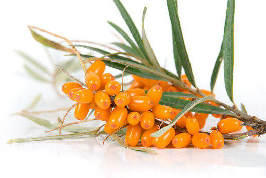 Organic sea buckthorn oil better when combined with other foods and oils